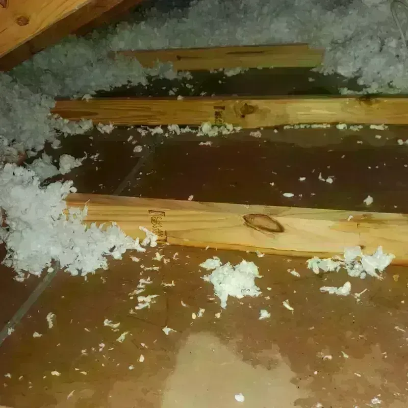 Attic Water Damage in Central Gardens, TX