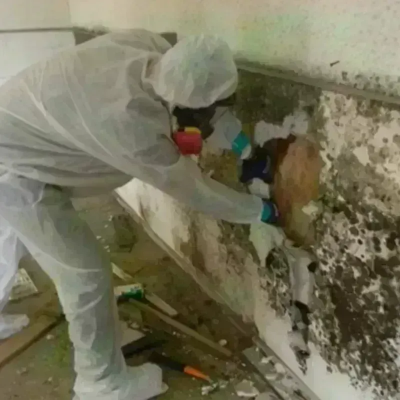 Mold Remediation and Removal in Central Gardens, TX